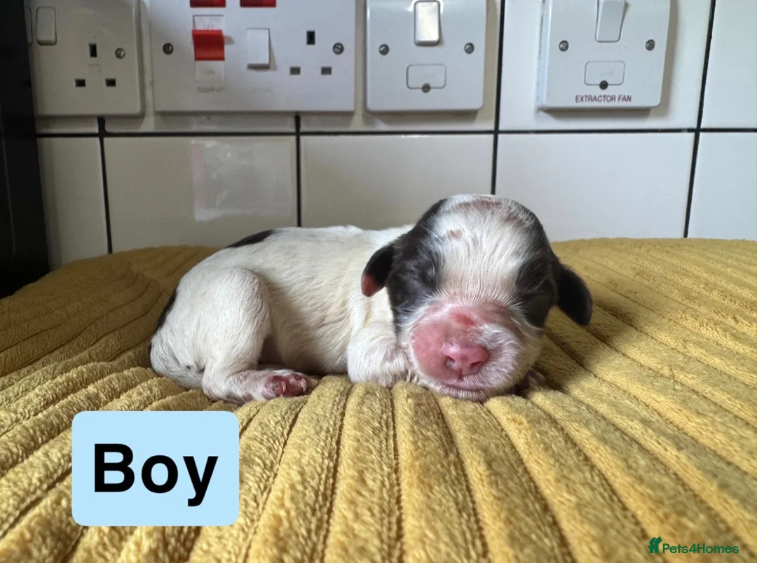 Cocker Spaniel dogs for sale: Cocker Spaniel puppies for sale - Advert 10