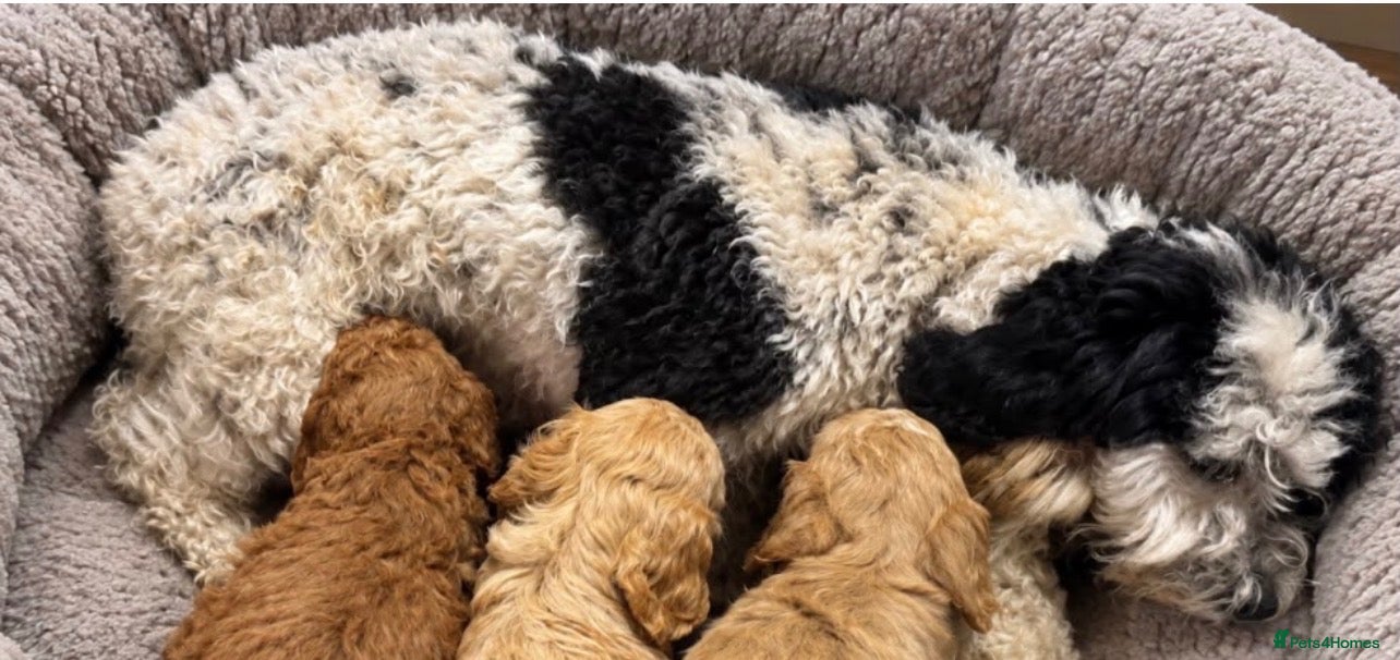 Cockapoo dogs Beautiful cockapoo puppies  - Advert 2