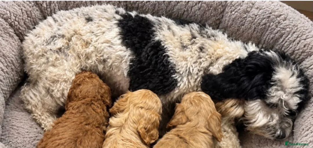 Cockapoo dogs for sale: Beautiful cockapoo puppies  - Advert 2