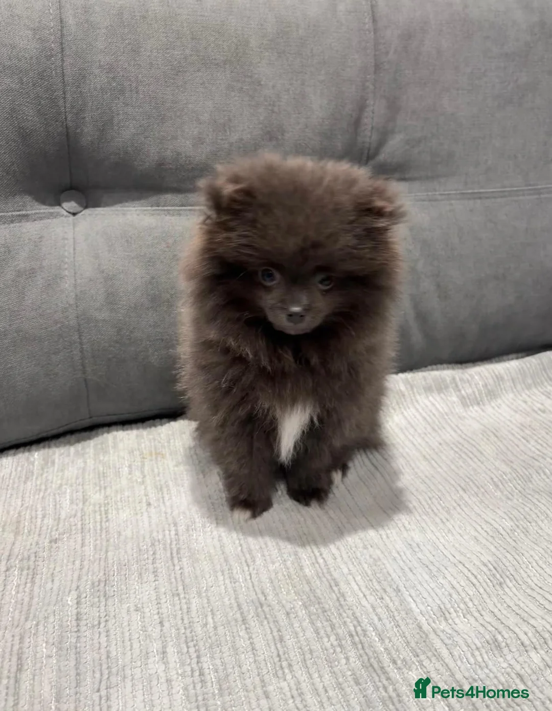 Pomeranian dogs for sale: Blue Pomeranian puppy - Advert 15