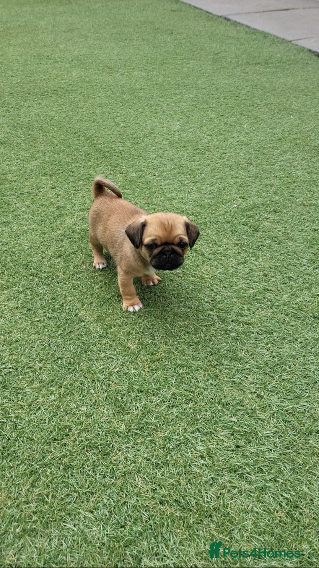 Mixed Breed dogs for sale: Beautiful pug x for sale  - Advert 2