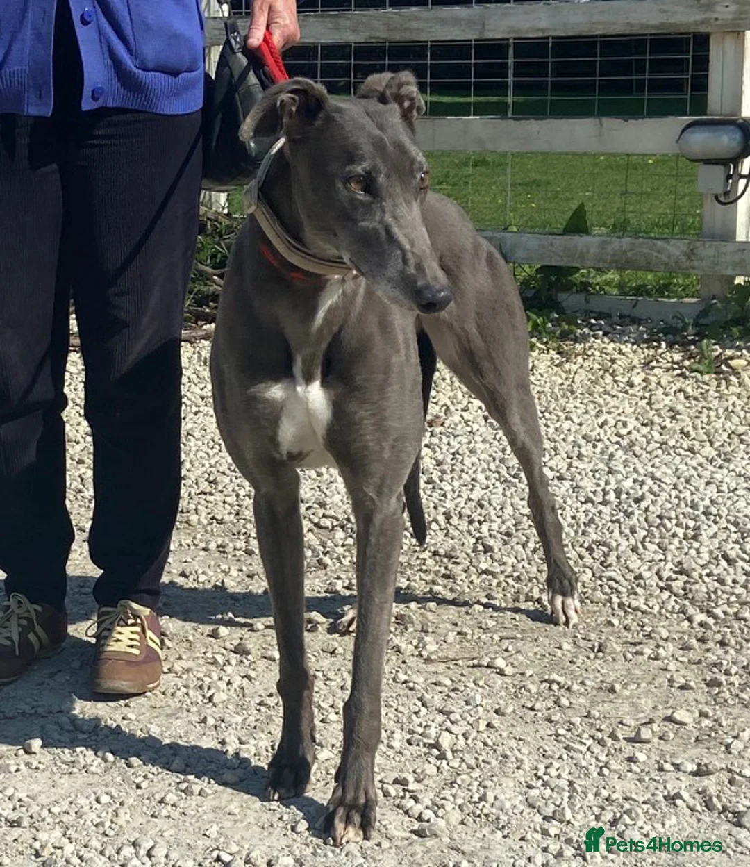 Greyhound dogs for adoption: Sweet Jean wants a new forever home - Advert 2