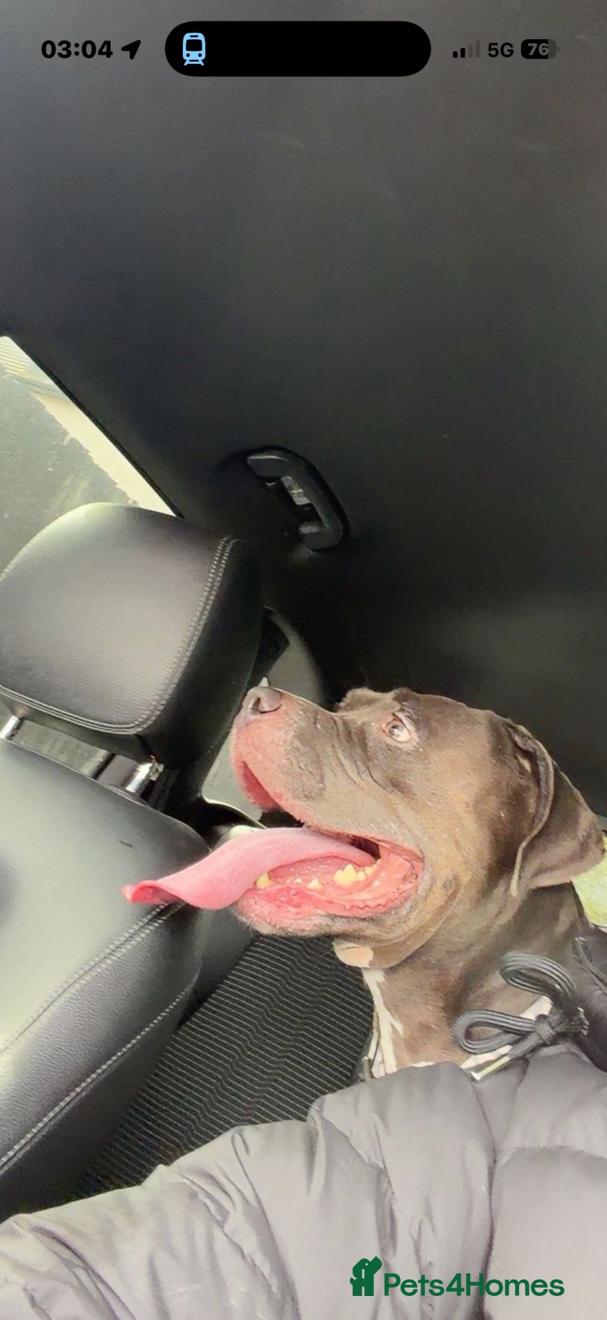 American Bully dogs  **  to a good family  - Advert 1
