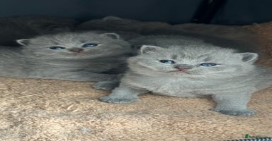 British Shorthair cats - Advert 10