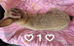 Netherland Dwarf rabbits for sale: Netherland and Mini Lion Lops - Image 5