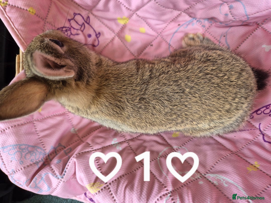 Netherland Dwarf rabbits for sale: Netherland and Mini Lion Lops - Image 5