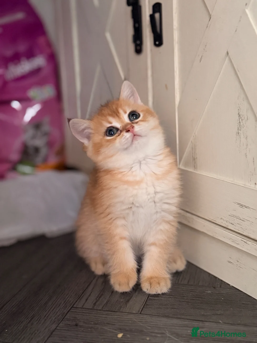 British Shorthair cats for sale: 3 gorgeous boys ready to go  - Advert 1