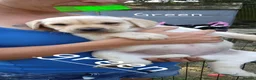 Labrador Retriever dogs for sale: Two beautiful labrador puppies  - Advert 11