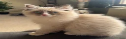 Ragdoll cats for sale: Ragdoll kittens 2 boys left - Advert 7