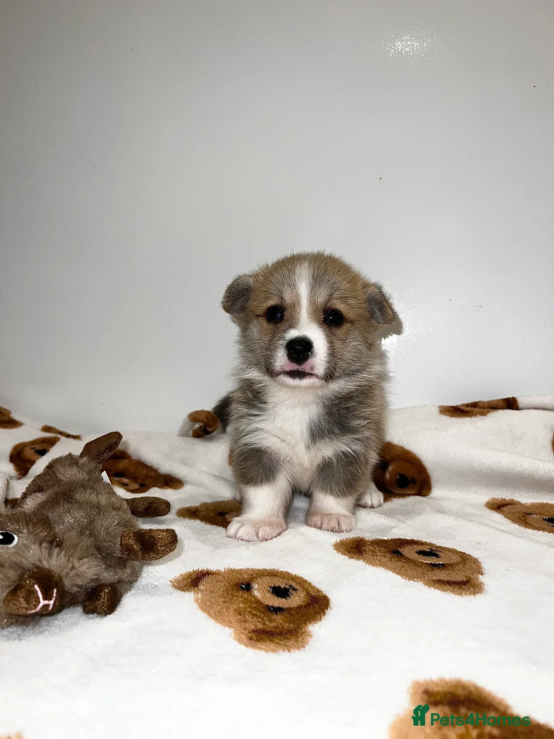 Welsh Corgi Pembroke dogs for sale: Welsh Pembroke corgi - Advert 3