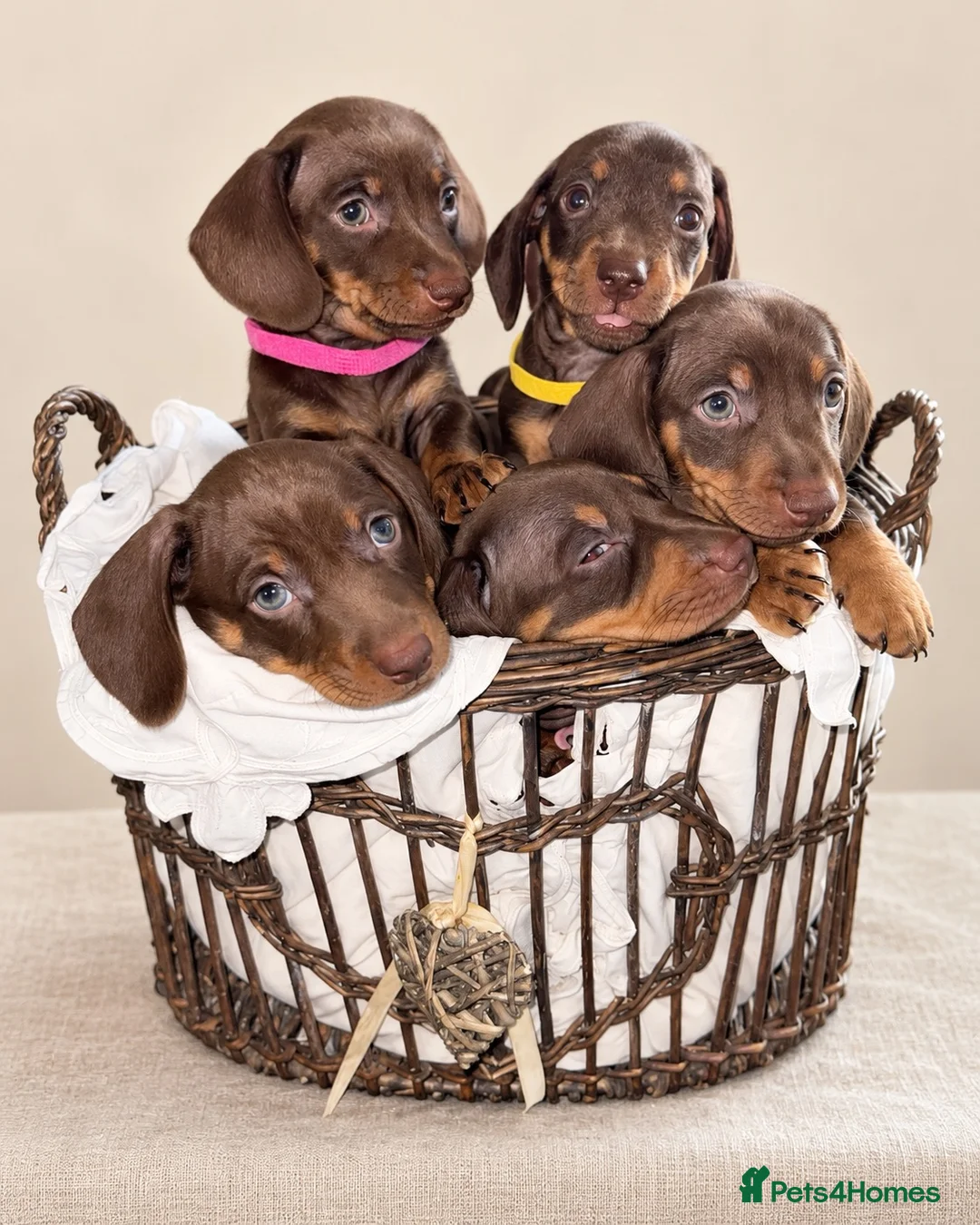 Miniature Dachshund dogs for sale: Chocolate & Tan Miniature Dachshund Puppies  - Advert 18