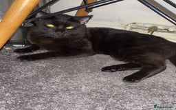 American Shorthair cats for sale: Two male cats  - Image 2