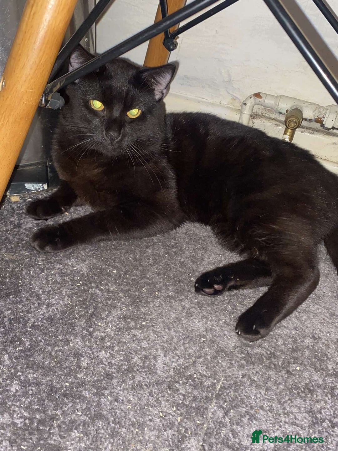 American Shorthair cats for sale: Two male cats  - Image 2
