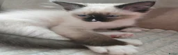 Ragdoll cats for sale: Beautifull ragdoll - Advert 33