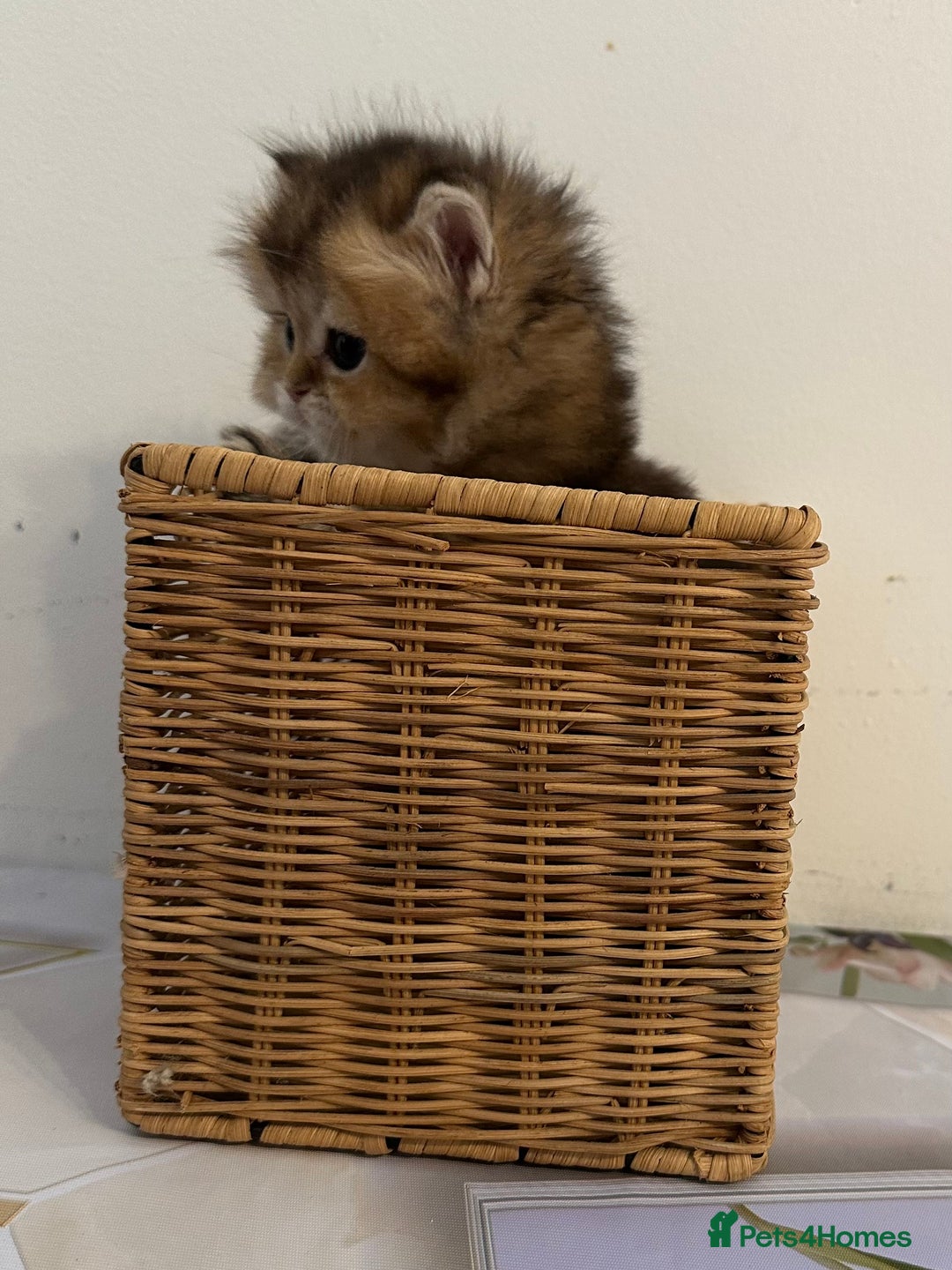 British Longhair cats for sale: Rare Golden Shaded British Longhair Girl Teddy  - Image 12