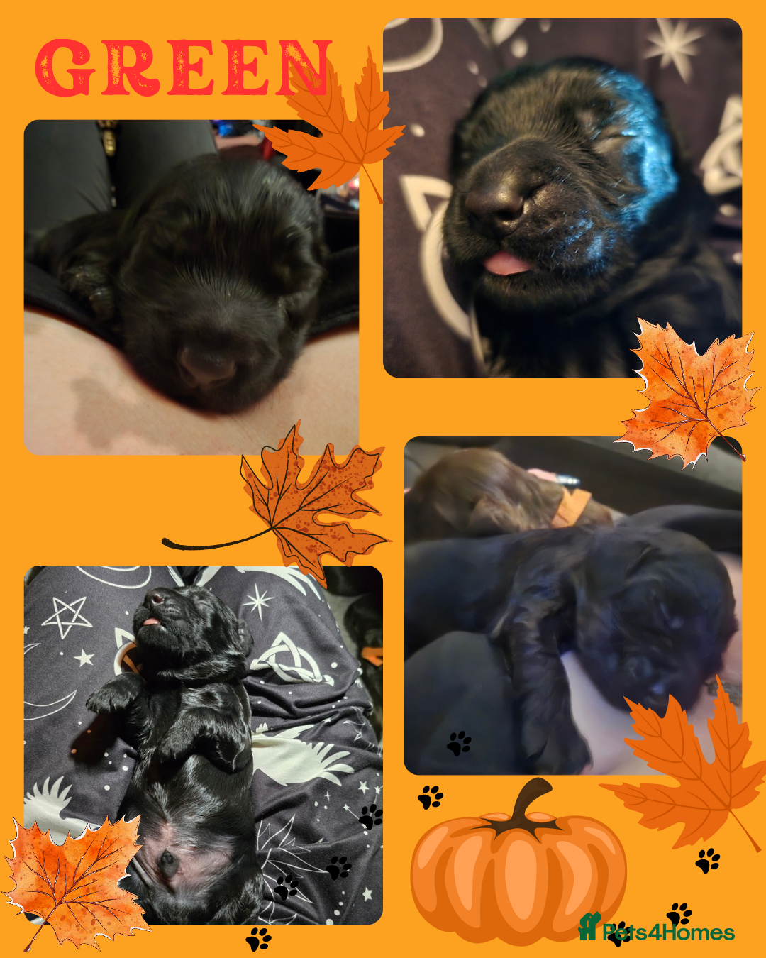 Cocker Spaniel dogs for sale: Cocker spaniel puppies - Image 11