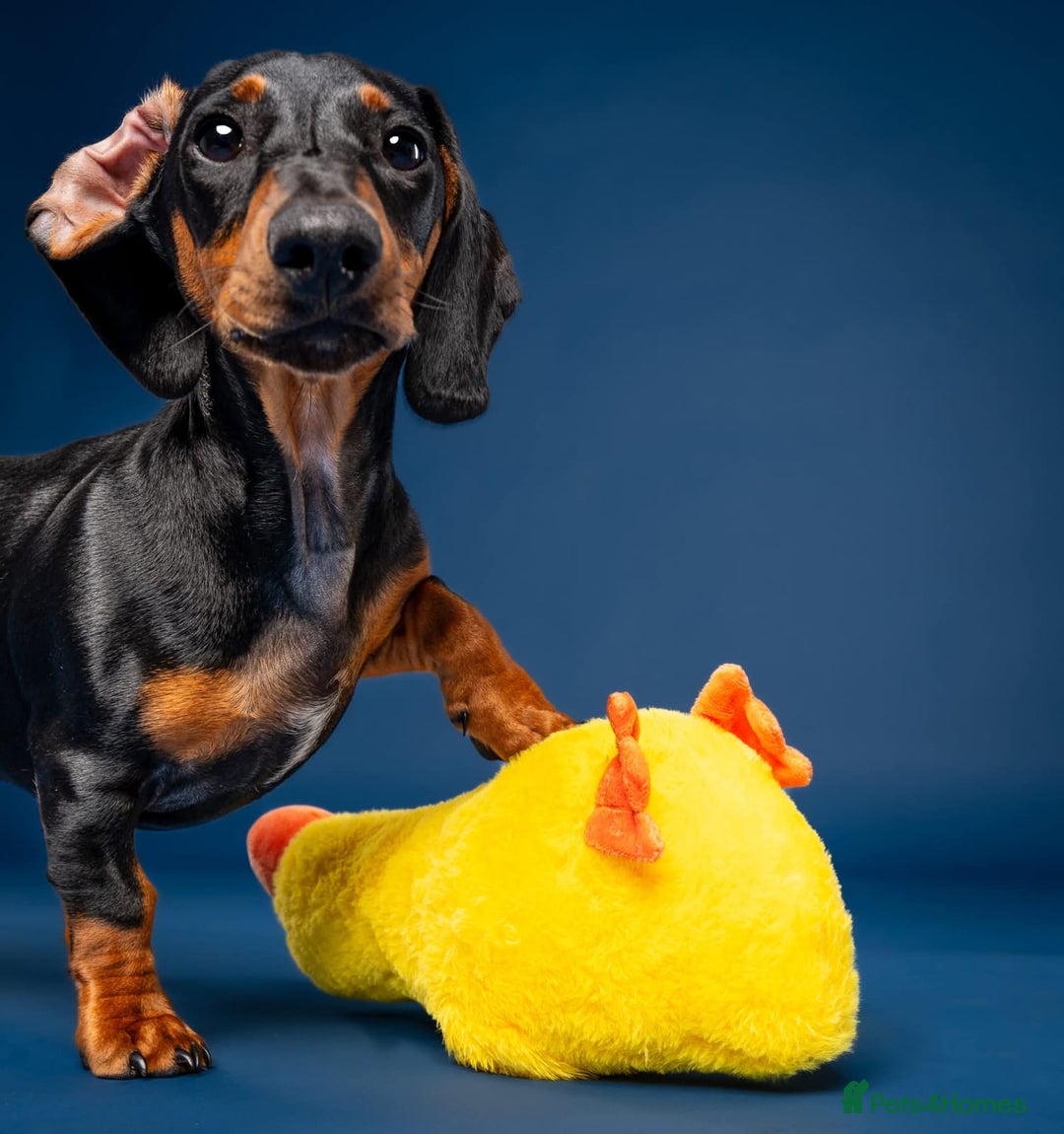 Dachshund dogs for sale: Ziggy 8 month Dachshund  - Image 2