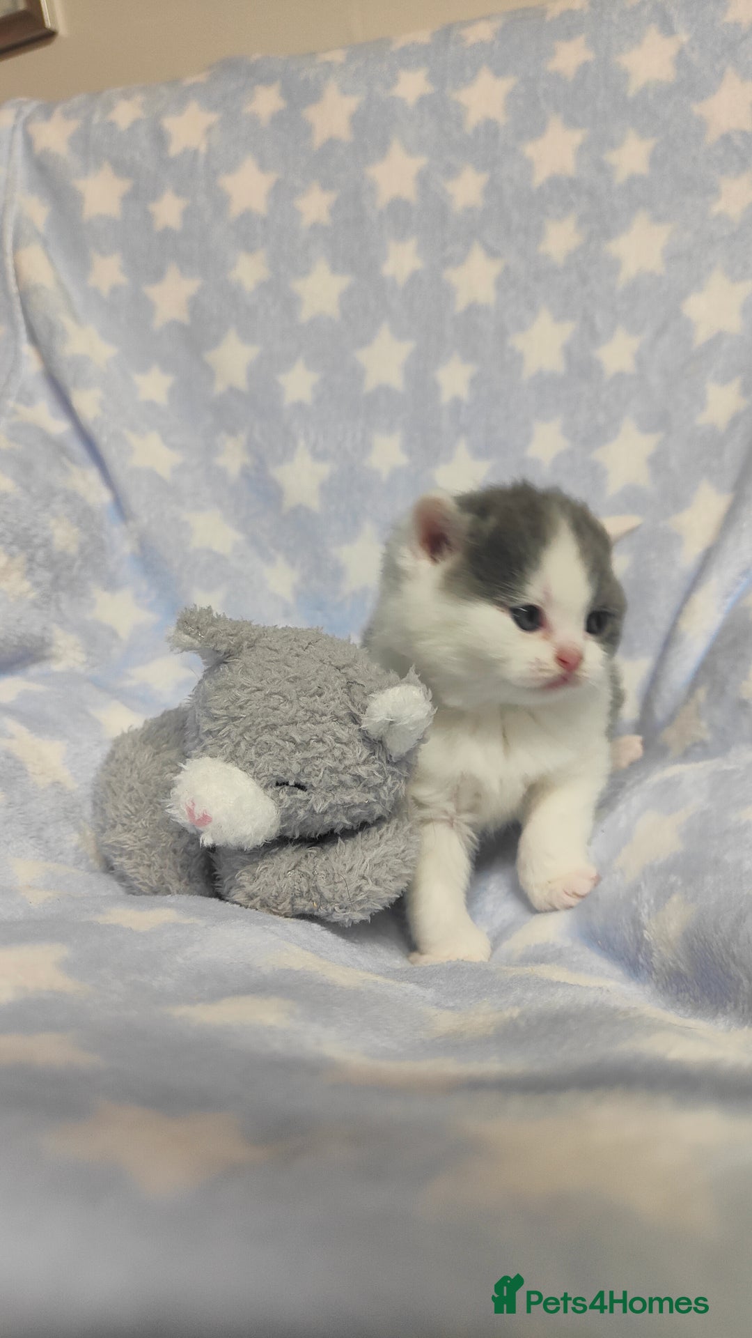 British Shorthair cats for sale: GCCF REGISTERED CHUNKY BRITISH SHORTHAIR KITTENS - Advert 15