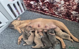 French Bulldog dogs for sale: KC registered ready to go french bulldog puppies  - Image 11