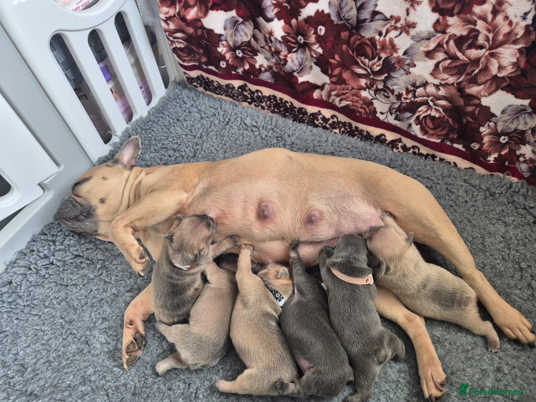 French Bulldog dogs for sale: KC registered ready to go french bulldog puppies  - Image 11