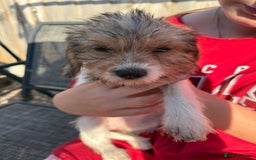 Mixed Breed dogs for sale: Beagle Cross puppies  - Image 4