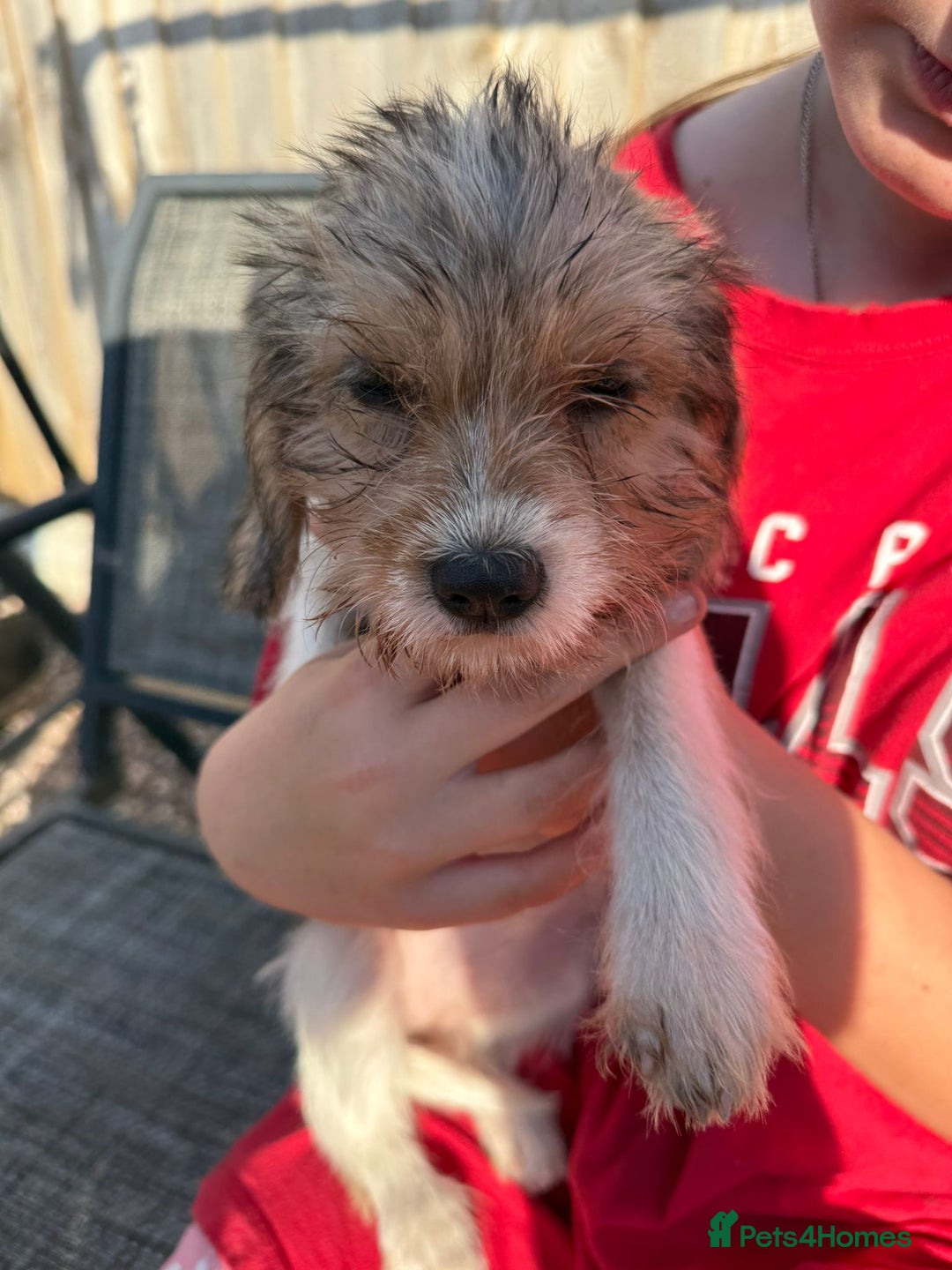 Mixed Breed dogs for sale: Beagle Cross puppies  - Image 4