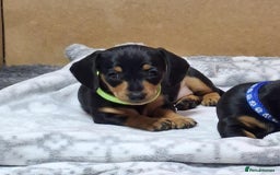 Dachshund dogs for sale: 5 gorgeous Dachsund puppies - Advert 6