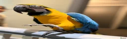 Macaws birds for sale: Tamed Birds for Sale (with DNA Certificate) in Derby - Advert 4