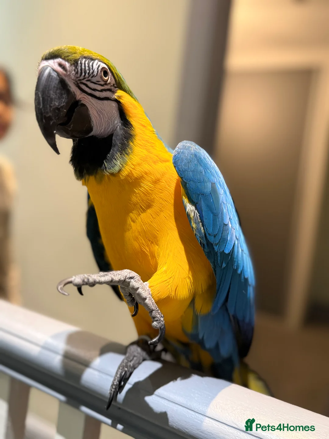 Macaws birds for sale: Tamed Birds for Sale (with DNA Certificate) in Derby - Advert 4