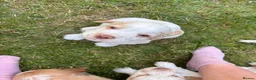 Mixed Breed dogs for sale: Clumber x Puppies  - Advert 20