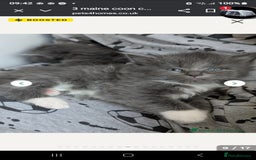 Ragdoll cats for sale: Ragdoll cross kittens  - Image 7