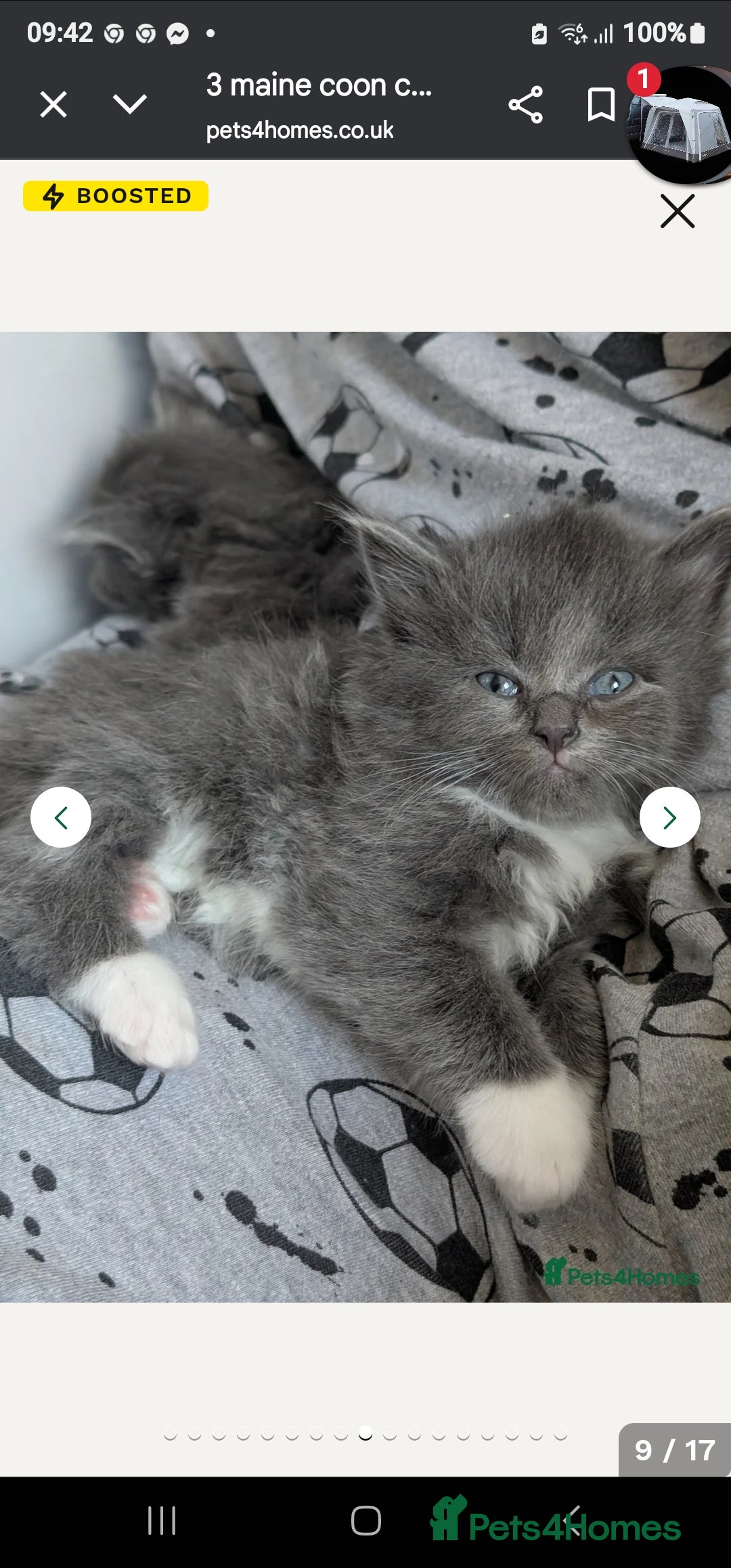 Ragdoll cats for sale: Ragdoll cross kittens  - Image 7