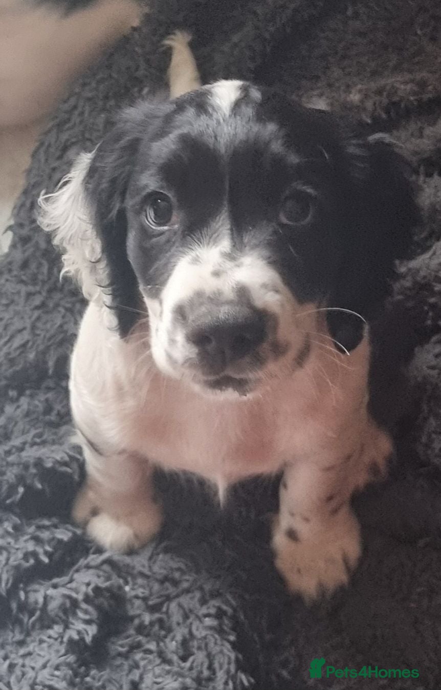 Cocker Spaniel dogs Quality KC/DNA clear Cocker spaniel pup  - Advert 1