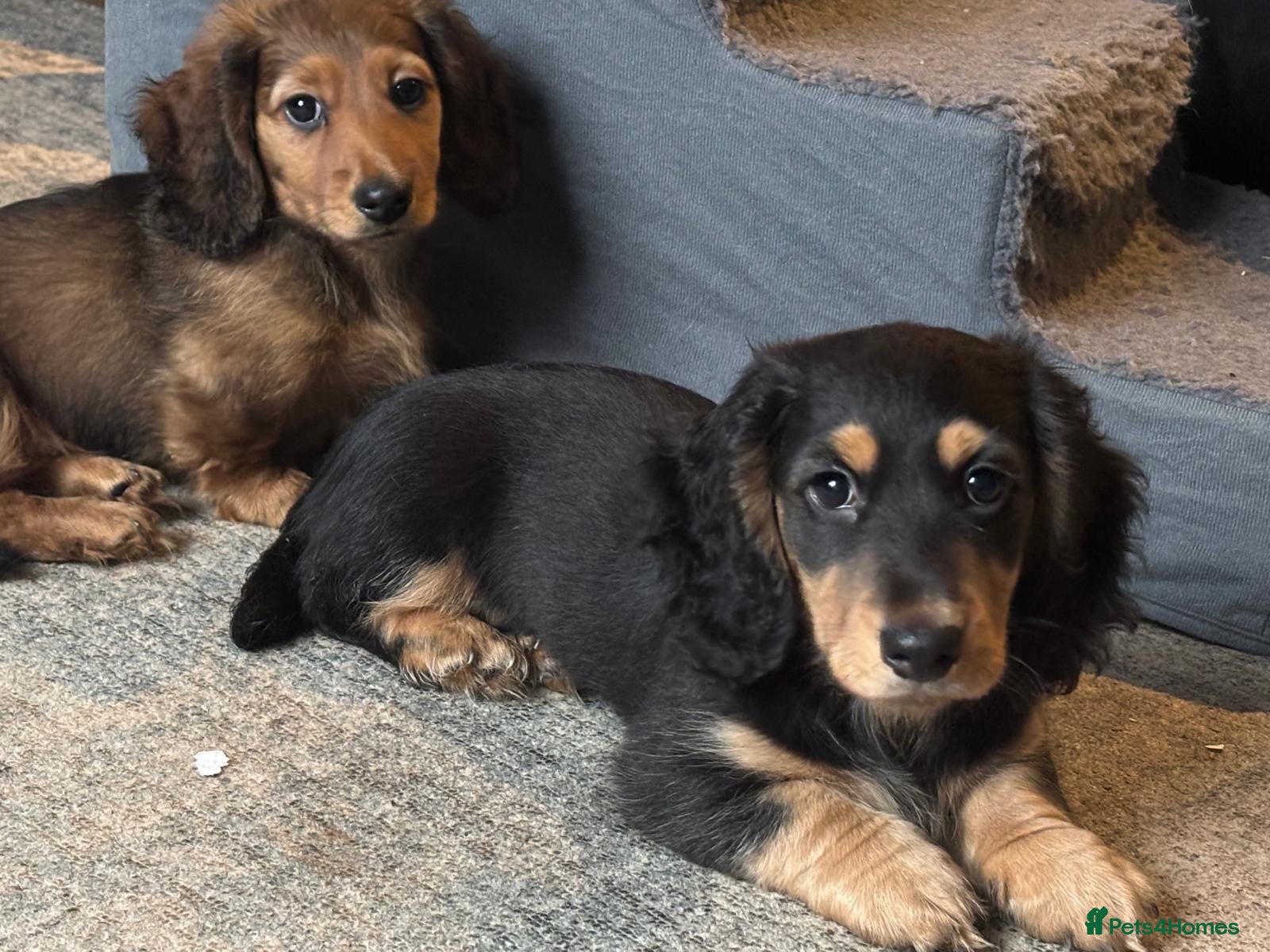 Miniature Dachshund dogs REDUCED X2 Long haired, mini dachshunds 🏡 - Advert 2