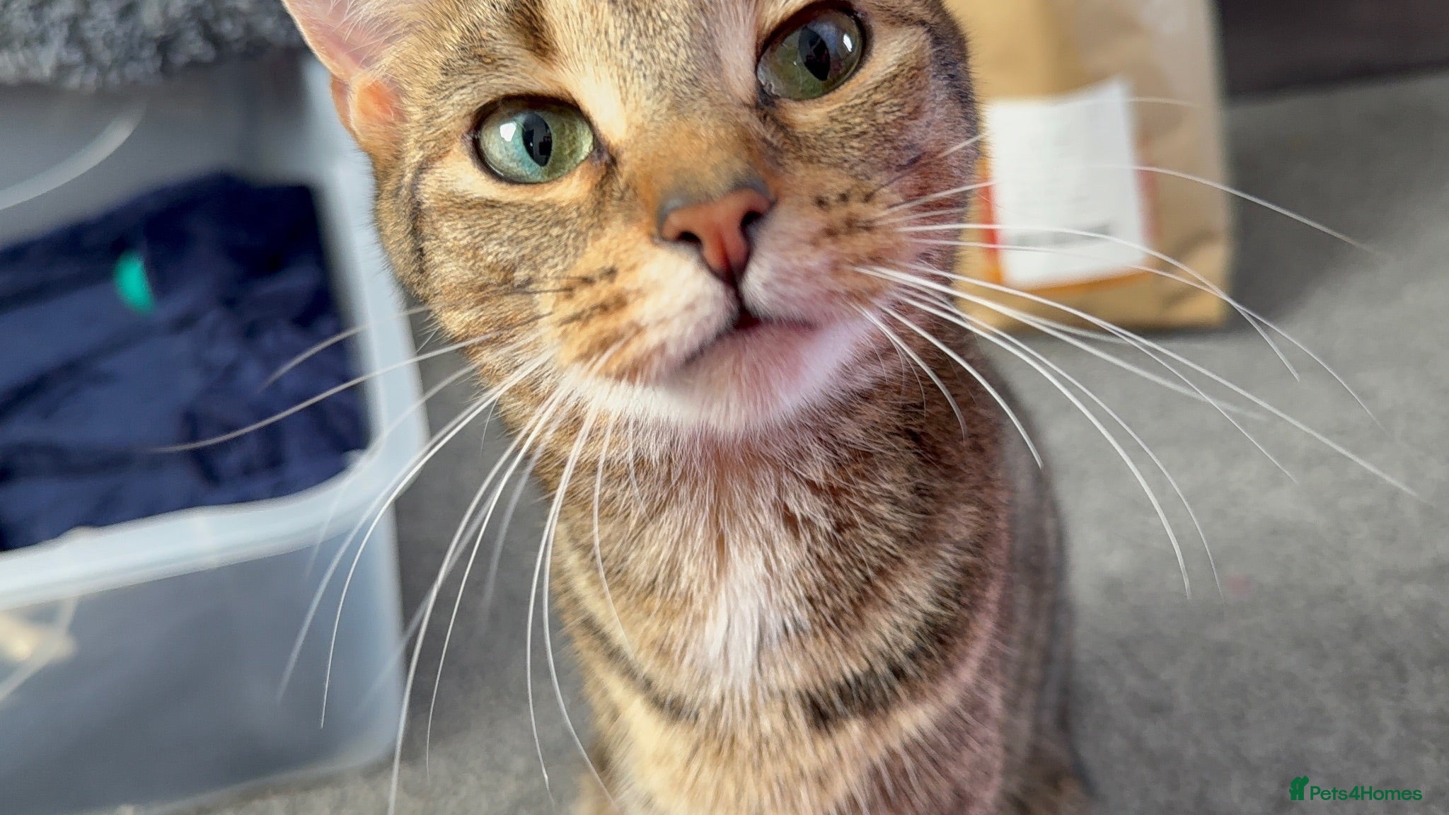Mixed Breed cats Rehome for Hazel tabby cat  - Advert 2