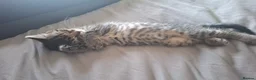 Mixed Breed cats for sale: Part rag doll kittens for sale in Haverhill - Advert 4