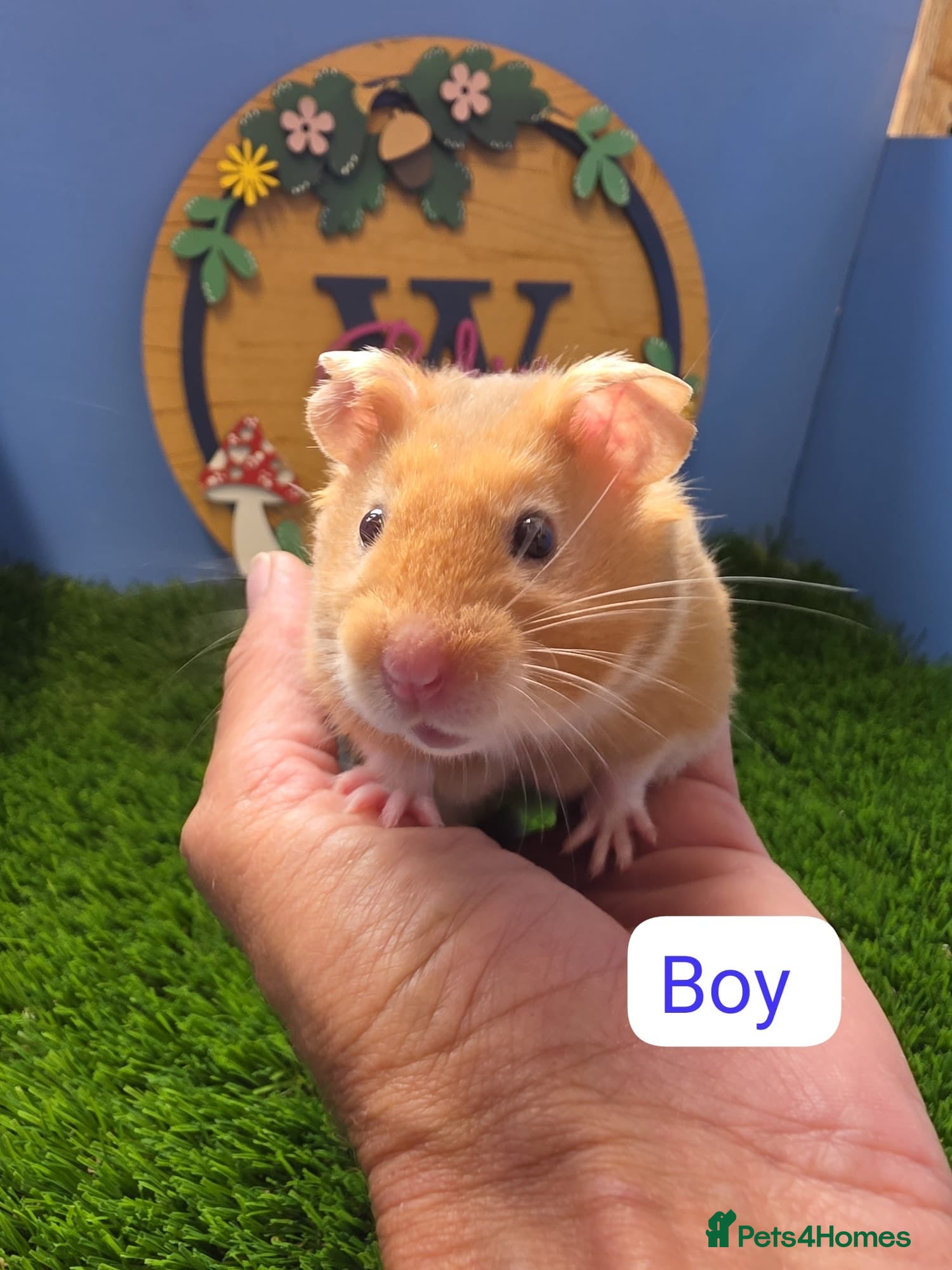 Hamster rodents Syrian Hamster Babies Male Female Well Handled   - Advert 1