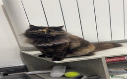 Mixed Breed cats for sale: 2 gorgeous girls  - Image 5