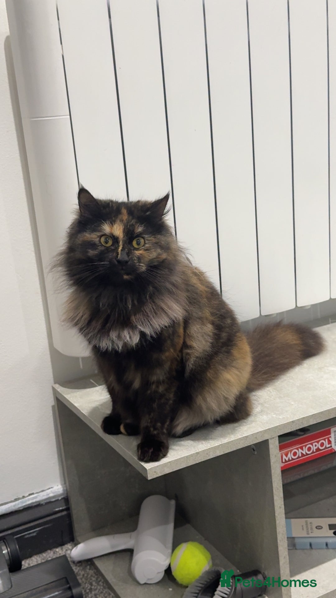 Mixed Breed cats for sale: 2 gorgeous girls  - Image 5