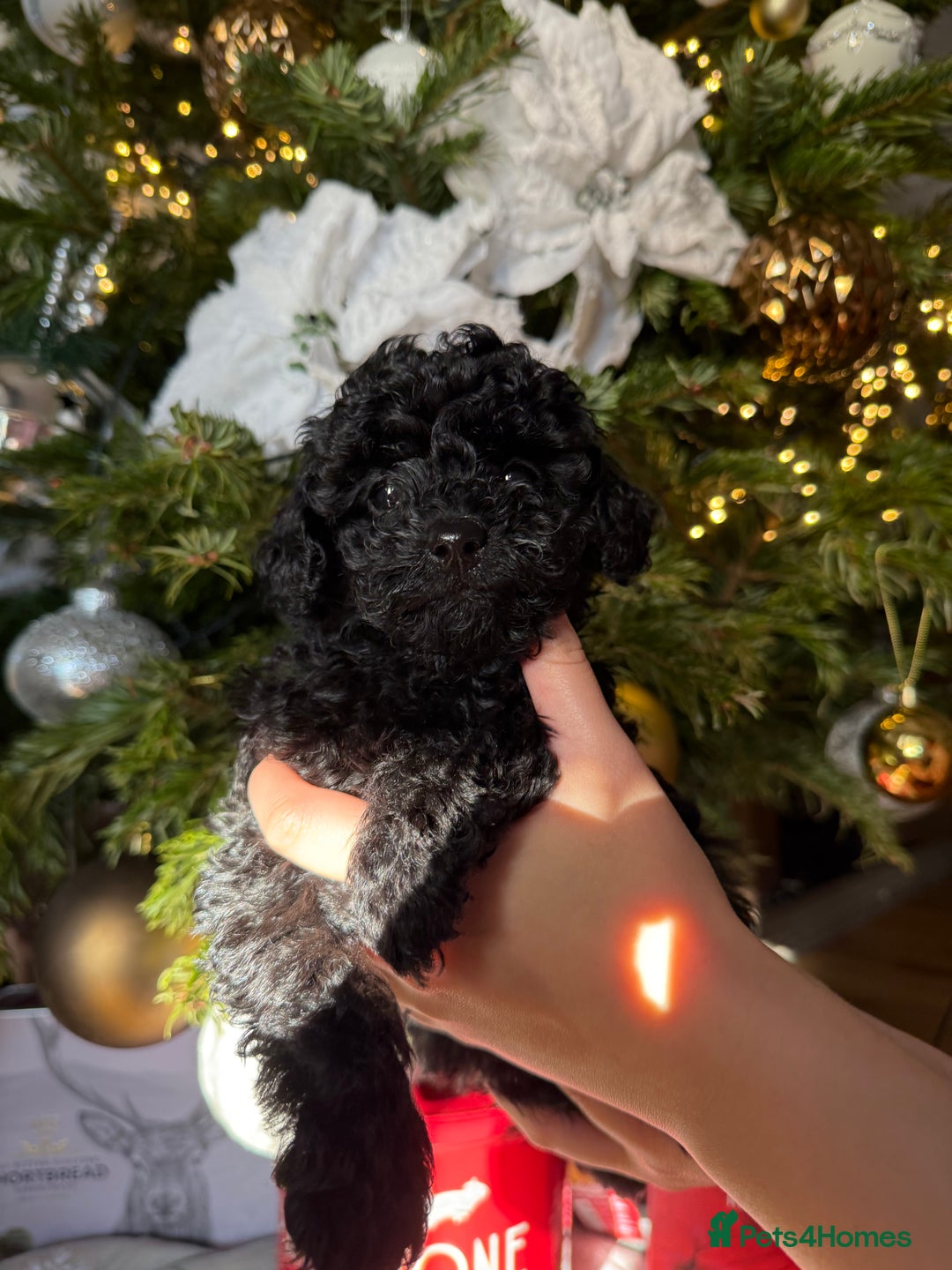 Toy Poodle dogs for sale: 3 adorable toy poodles. Multicoloured, check des. - Advert 7