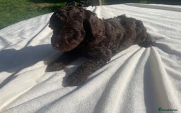 Cockapoo dogs for sale: Cockapoo Ready to leave now💕Only 1 boy left! - Image 27