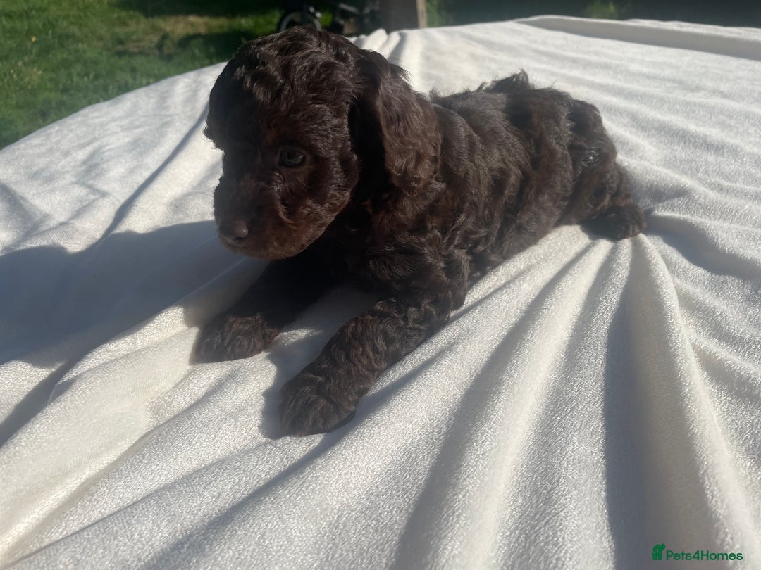 Cockapoo dogs for sale: Cockapoo Ready to leave now💕Only 1 boy left! - Image 27
