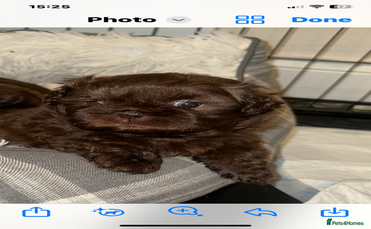 Shih Tzu dogs Imperial Shih Tzu  - Advert 10