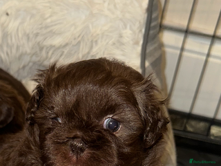 Shih Tzu dogs Imperial Shih Tzu - Advert 1