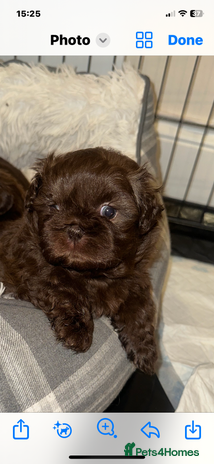 Shih Tzu dogs Imperial Shih Tzu - Advert 1