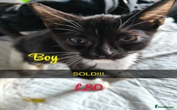 Mixed Breed cats for sale: 6 KITTENS FOR SALE READY FOR COLLECTION - Image 1