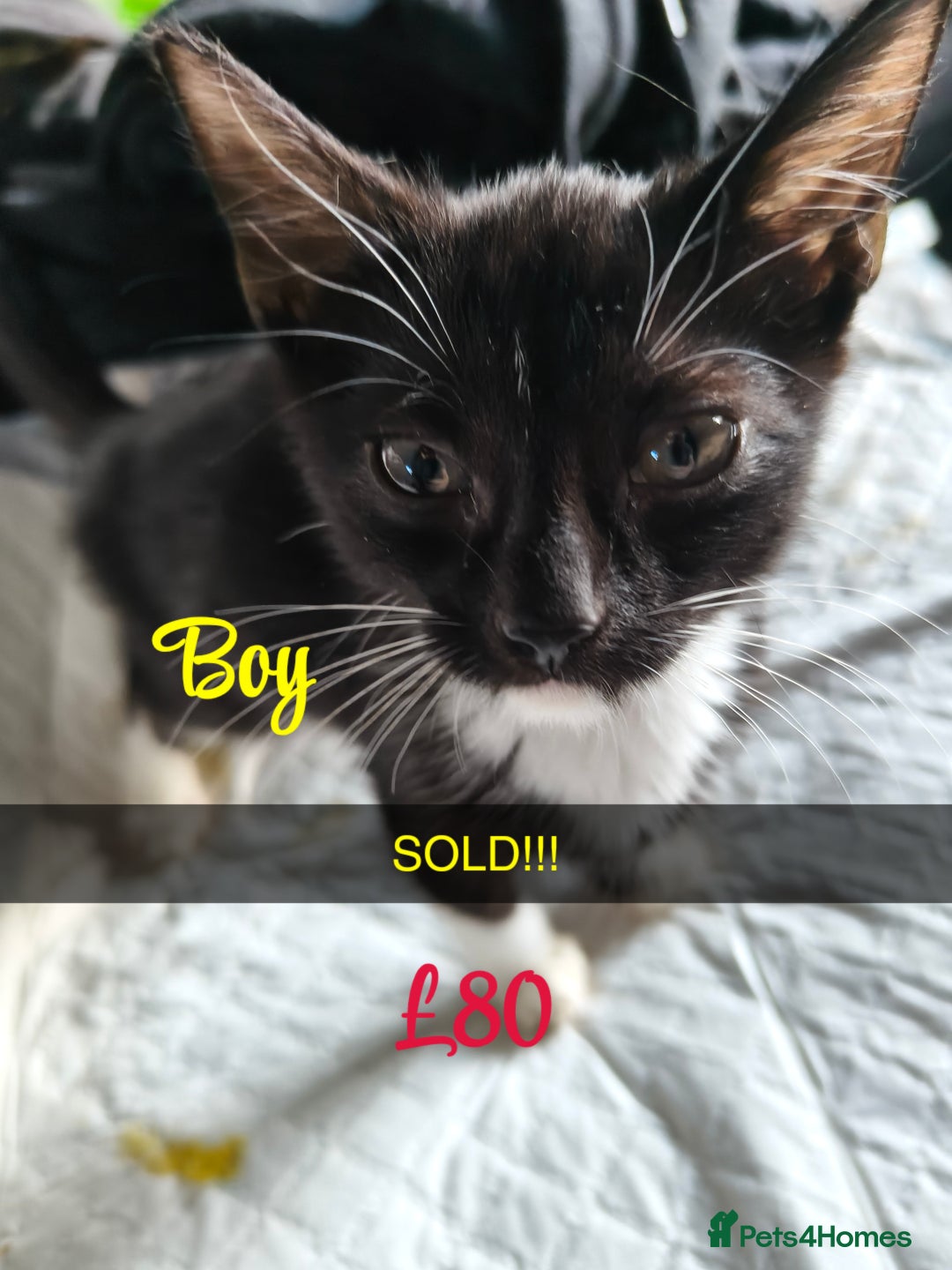 Mixed Breed cats for sale: 6 KITTENS FOR SALE READY FOR COLLECTION - Image 1
