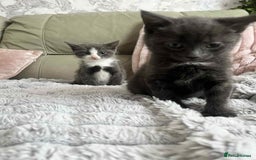 British Shorthair cats for sale: Beautiful British Shorthair Kittens  - Image 3