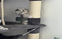 British Shorthair cats for sale: Taby British short hair kittens  - Image 9