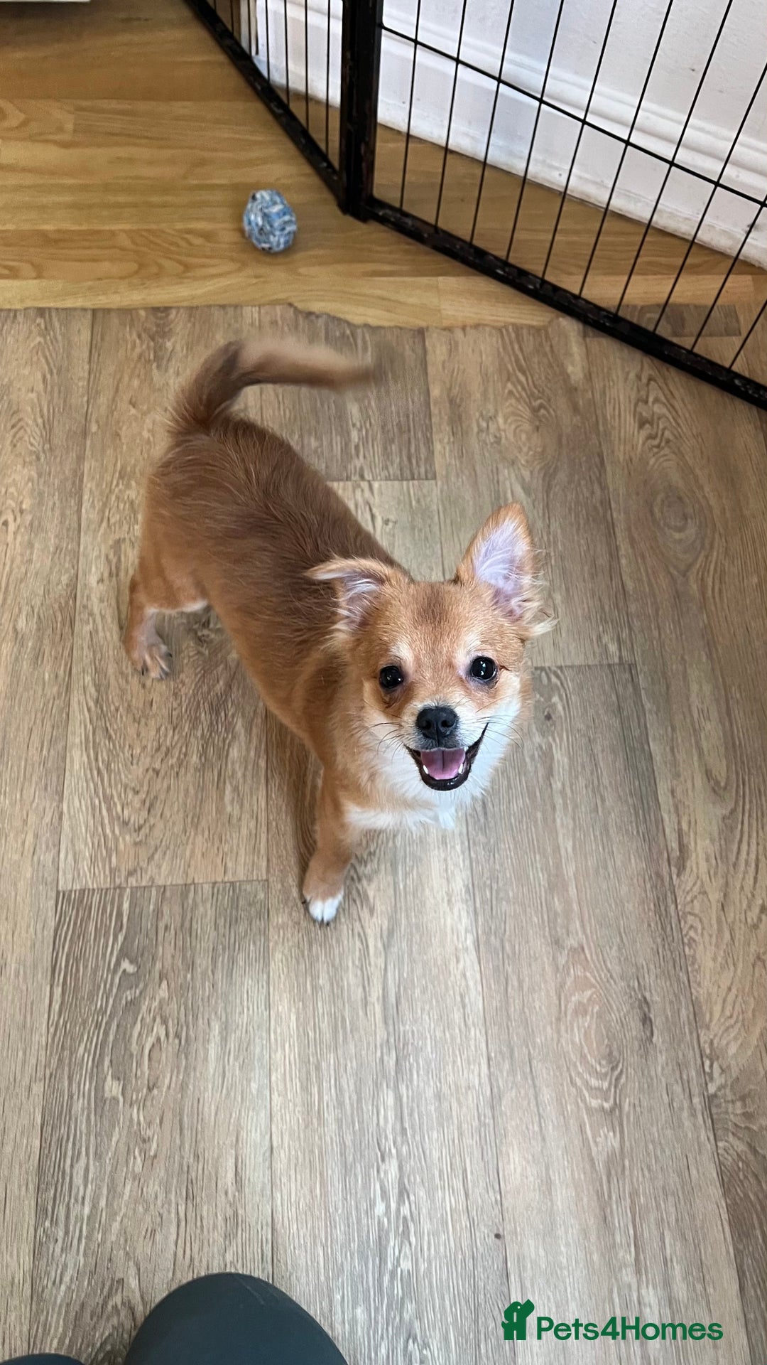 Pomchi dogs for sale: Pomchi's  - Advert 10